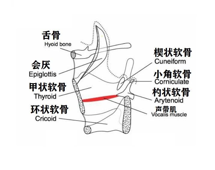 da老师唱歌自学教程声乐理论实践详细讲解喉部肌肉理论基础与喉位的