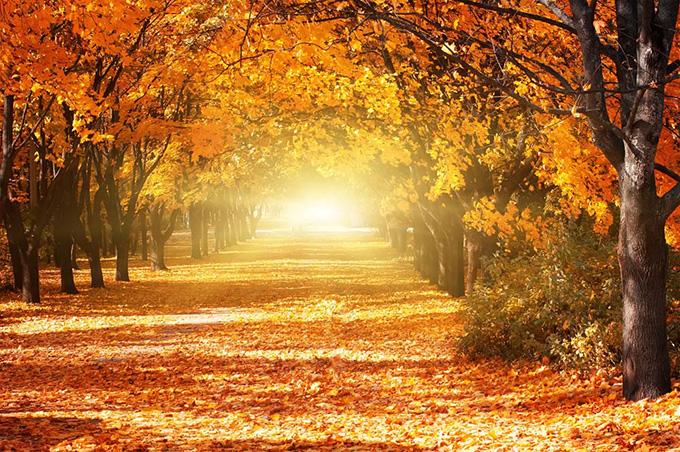 手工地毯让您将秋天的美景都收入囊中!