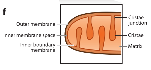线粒体学习笔记(1)--线粒体的结构
