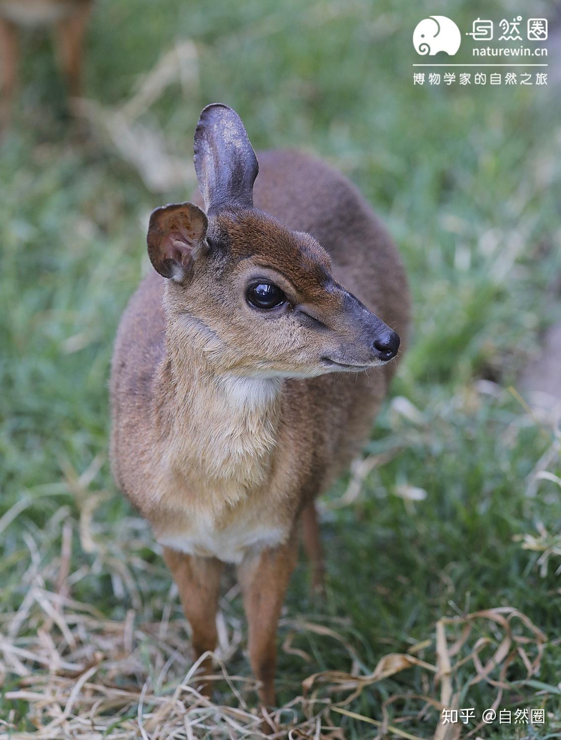 桑岛新小羚(neotragus moschatus),属羚羊亚科石羚(raphicerus