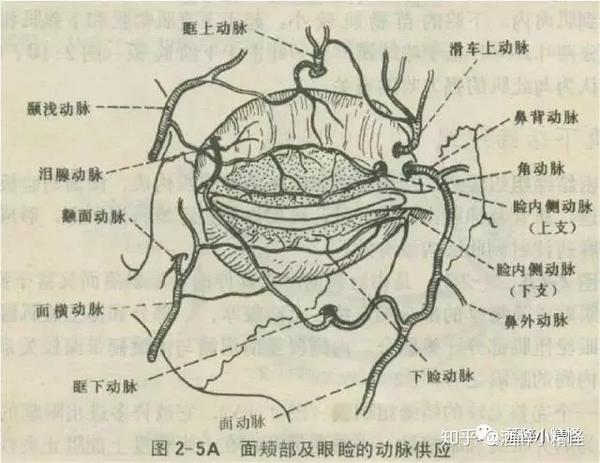 全切双眼皮,会切断眼部的淋巴回流