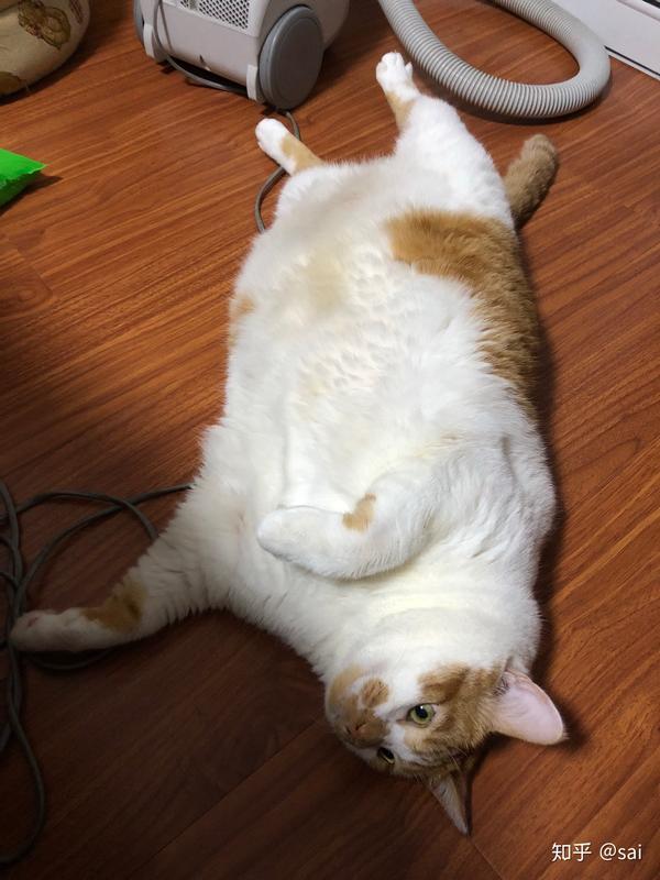 壁纸 动物 狗 狗狗 猫 猫咪 小猫 桌面 600_800 竖版 竖屏 手机