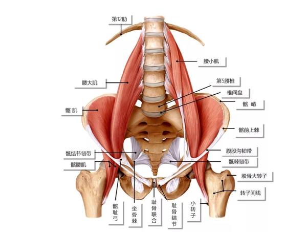 肌束向下与髂肌结合,形成一肌腱,穿过腹股沟韧带的肌腔隙,沿髂耻隆起
