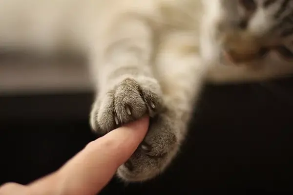 顺便说一句,一些猫咪喜欢在人的裤子上磨爪子,又或者在人的身