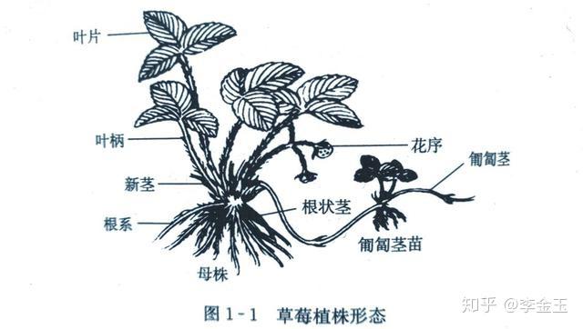 草莓种植栽培整个生长期管理大全防治炭疽根腐白粉等