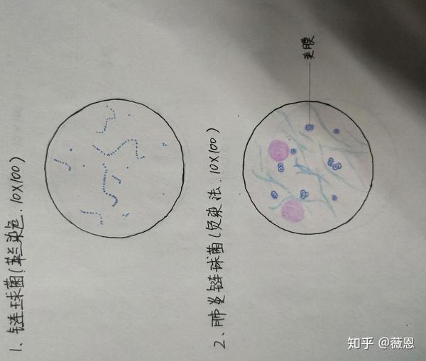 病理微生物绘图