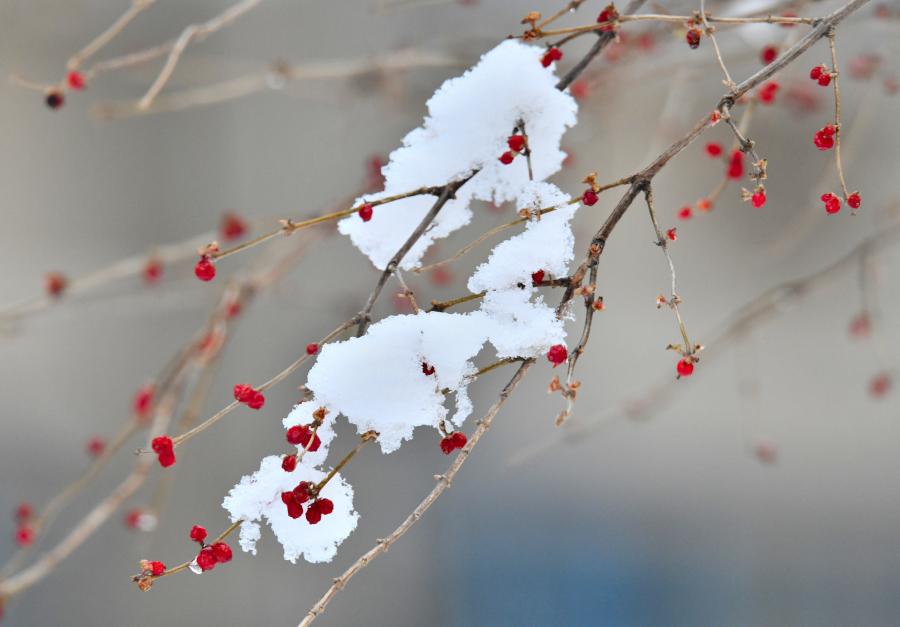 北方就要迎来2021年的第一场雪了历史上有哪些关于雪的诗词句子呢
