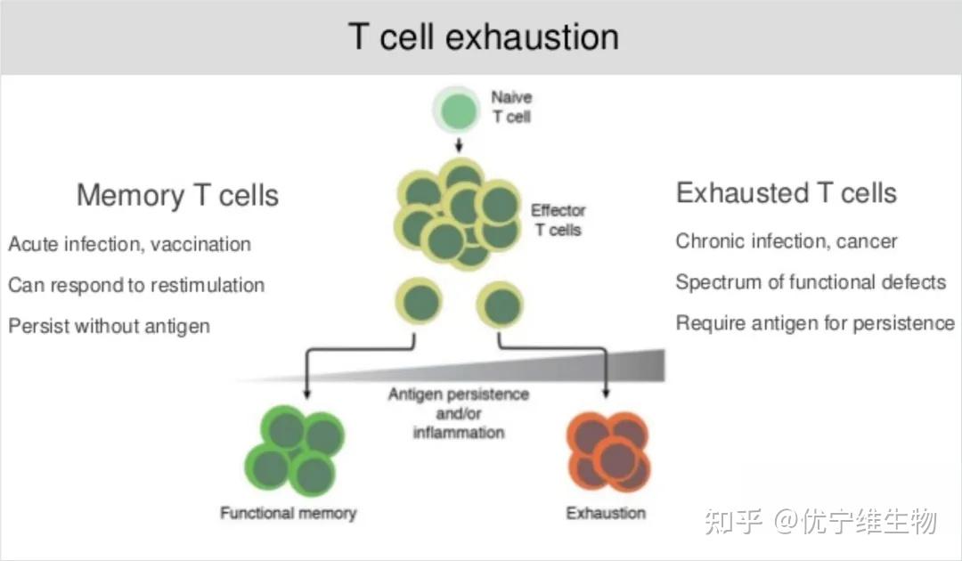 或慢性炎症,疲惫的t细胞逐渐失去效应功能,记忆t细胞特征也开始缺失