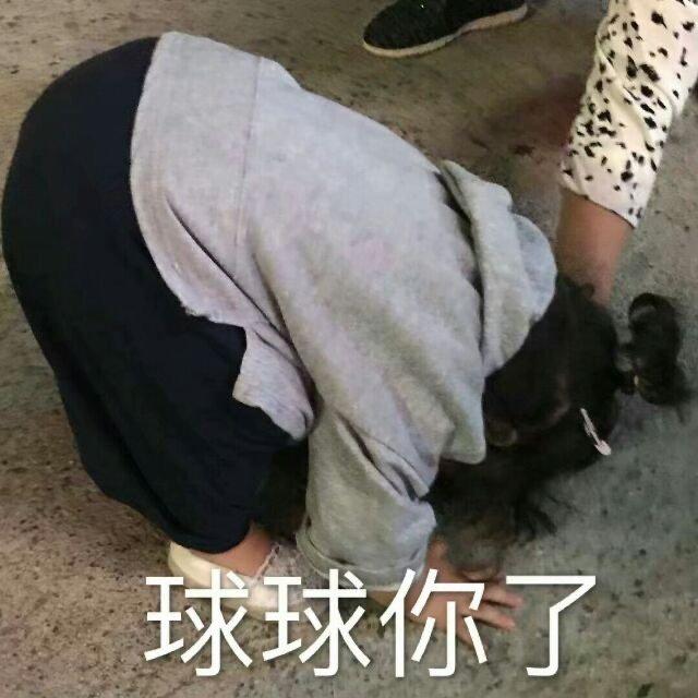 办事表情包图片:球球你了