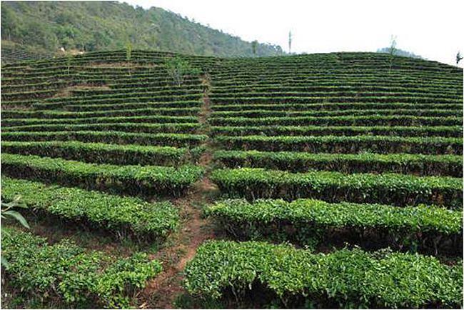 台地茶与大树茶老树茶古树茶口感上有什么区别