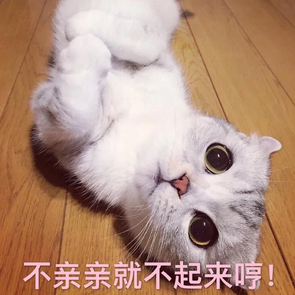 猫咪是最萌滴!