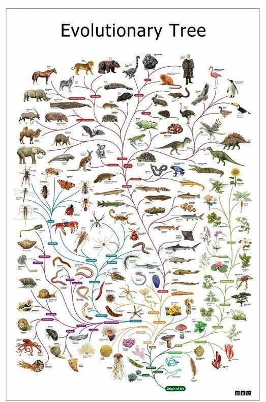 生物进化树(图片来源:bbc)