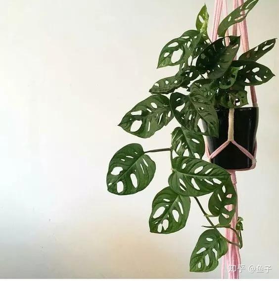 龟背竹的品种鉴赏以及养护特点