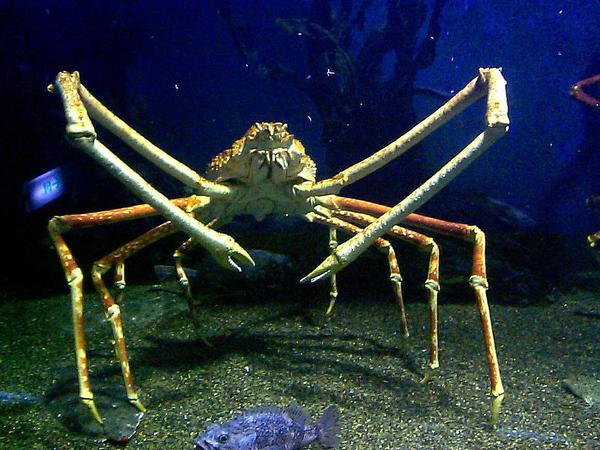 巨螯蟹,是世界上现存最大的甲壳动物,蟹身是橙红色的,它们并不像常见
