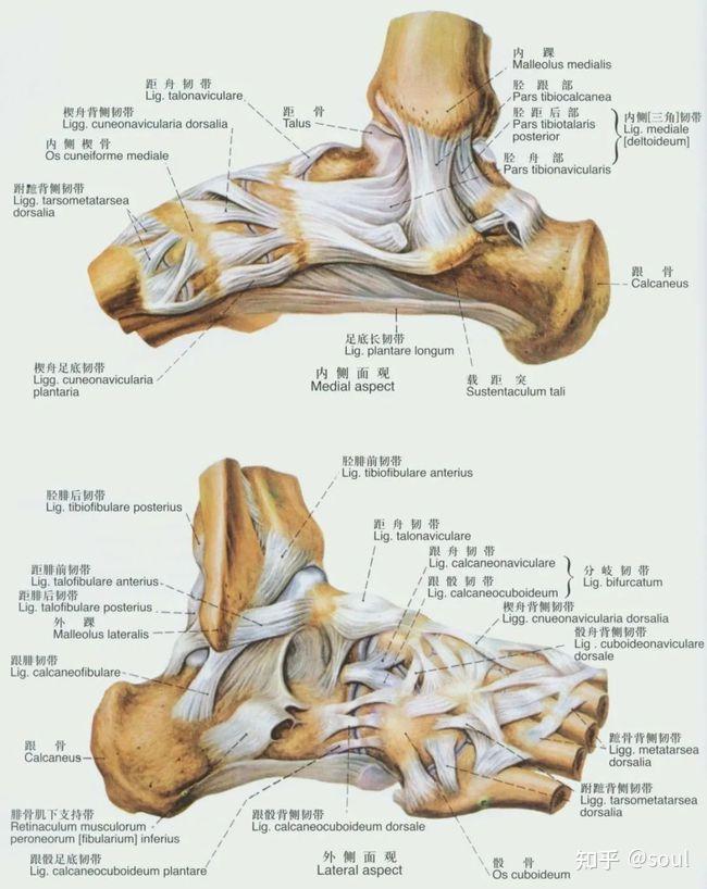 内侧为三角韧带,从内踝尖开始向下呈扇形展开,附着于距骨,跟骨和足