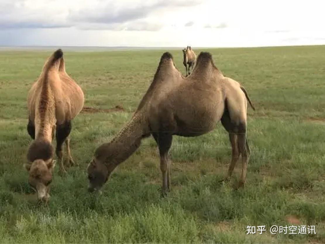 网络上有各种各样的说法,有的说是骆驼胃