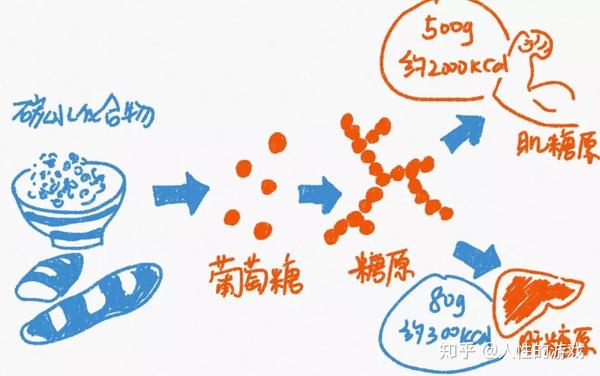 新型冠状病毒162:动物淀粉(糖原),有机化合物,肝炎