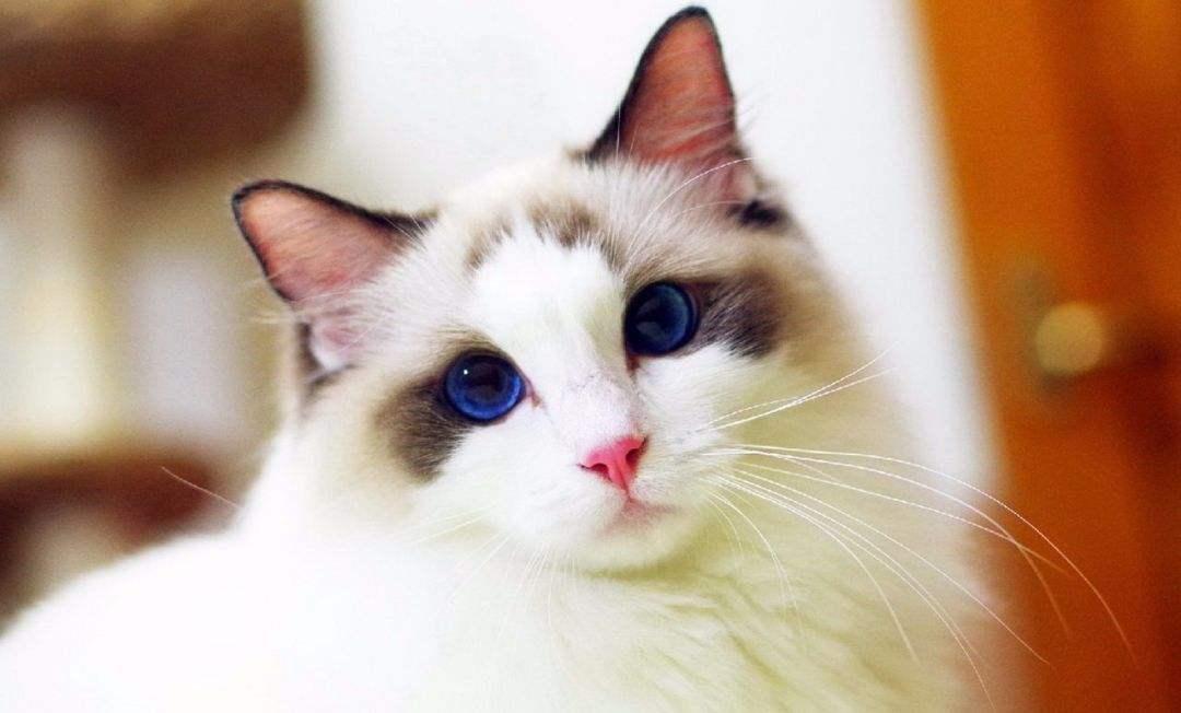 你不知道的布偶猫,猫中白富美的多面喵生