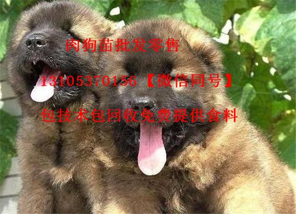 大型肉狗养殖场地建设图片