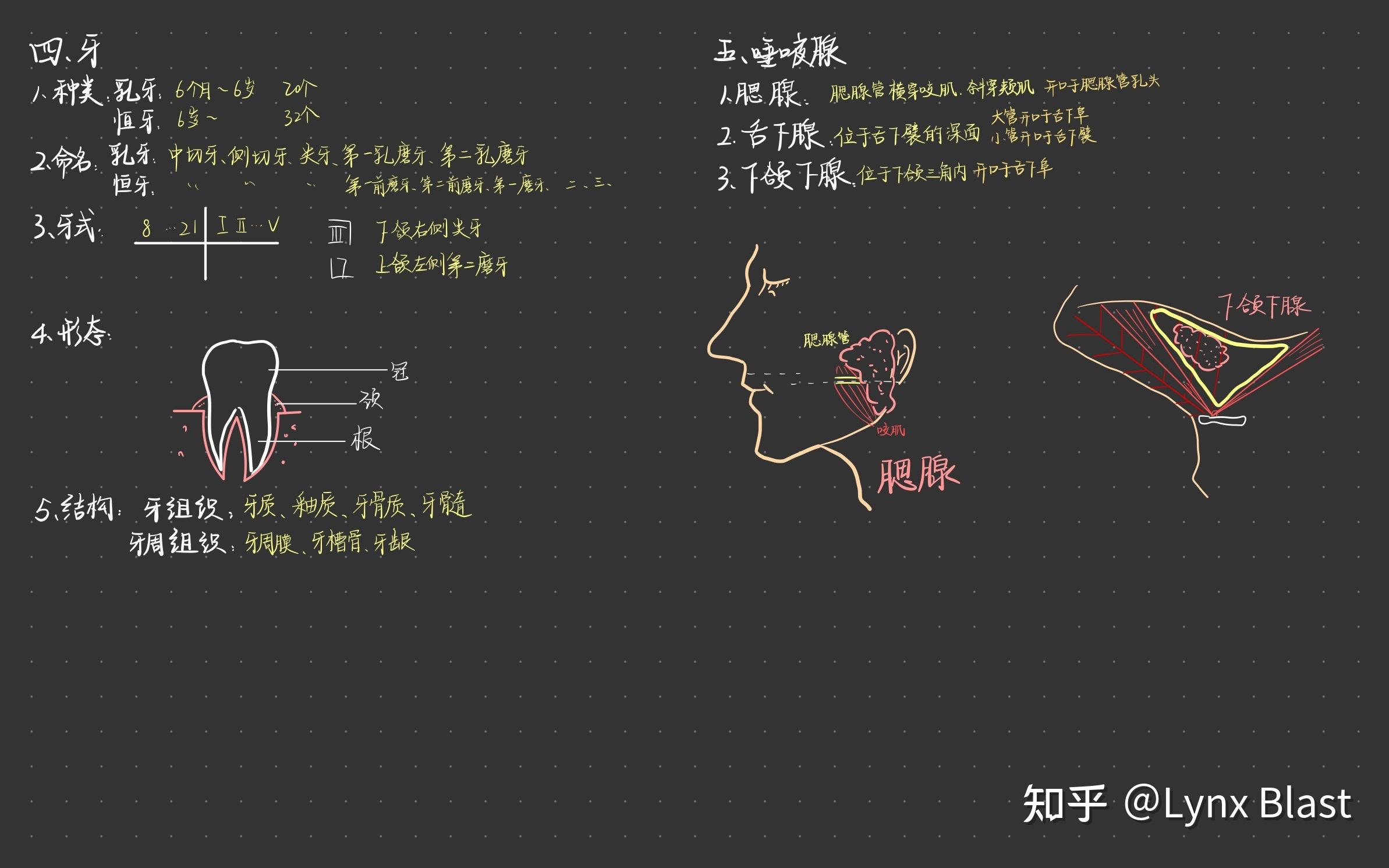 系统解剖学笔记霍琨老师板书