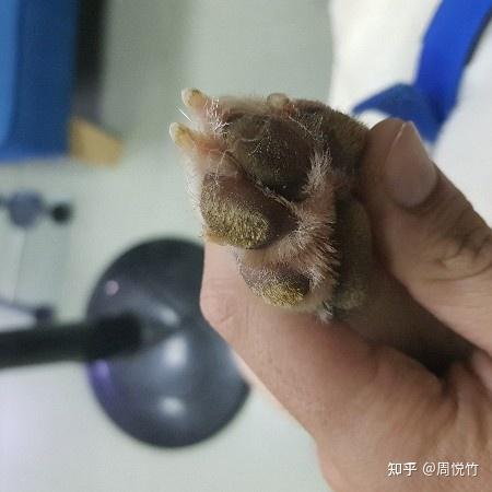 狗狗脚垫长鸡眼怎么处理