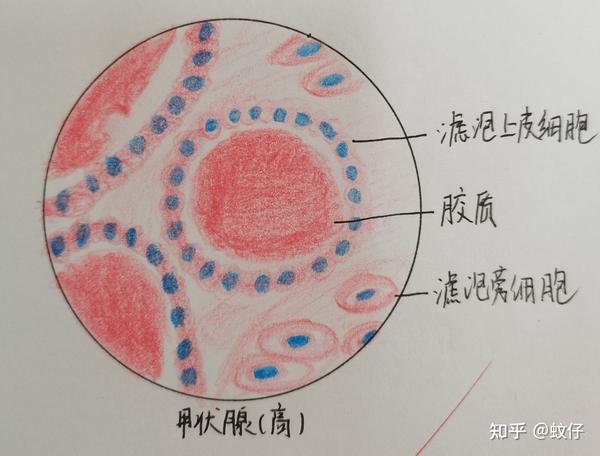 组织学与胚胎学红蓝铅笔绘图