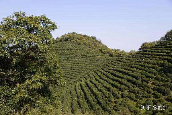 三分岔茶园