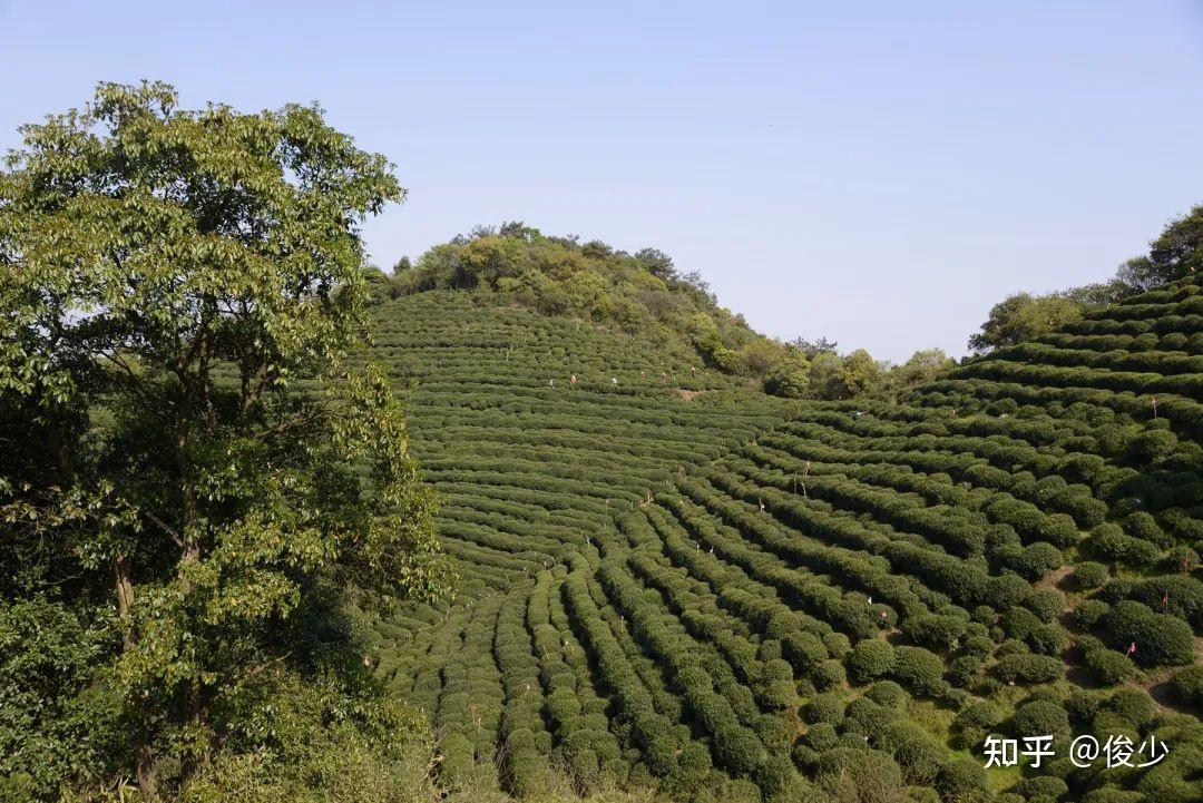 几个小而美的西湖龙井山场