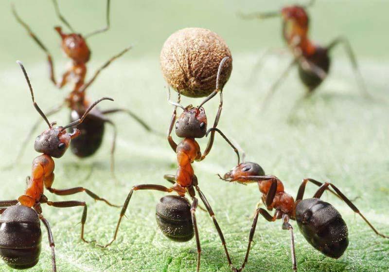 种子高超传播策略,把蚂蚁耍的团团转