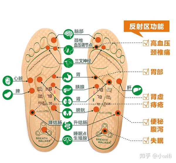 有我们身体对应的反射区,通过对于脚的保养,可以帮助我们保护五脏六腑