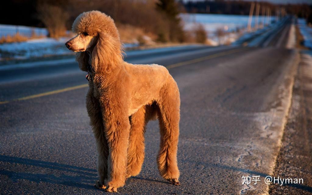 巨型贵宾犬喜欢乱拉,狗主委托番禺训犬学校定制巨贵训练纠正