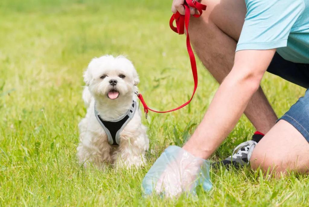 关注文明养犬|五一起,遛狗栓绳入法!【维诺拉科普】