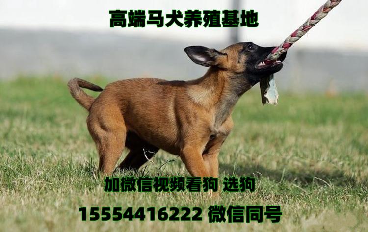 纯种马犬多少钱一只,小马犬售价