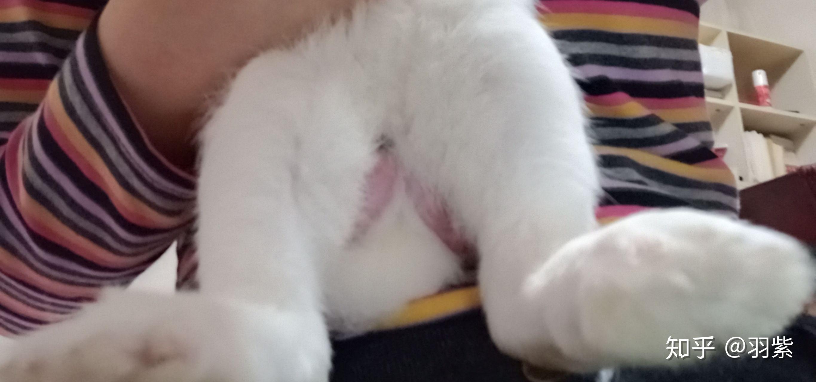 如何区分兔子性别