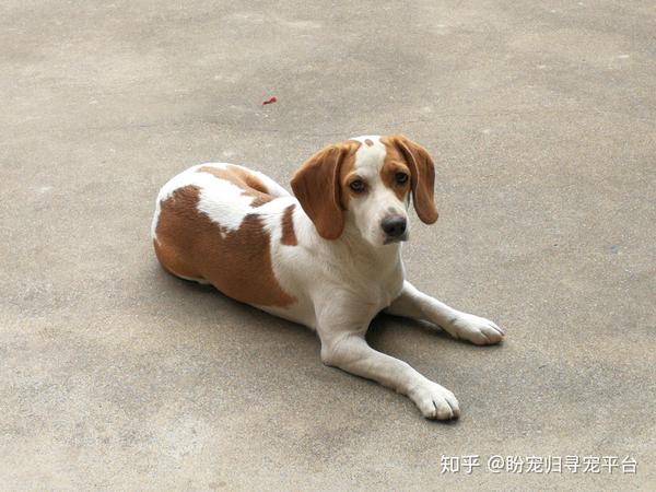 江苏省泰州市医药高新区野徐镇工业园区丢失黄白花母比格犬