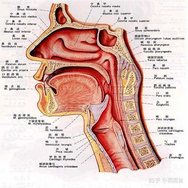 鼻腔的内部是怎样的