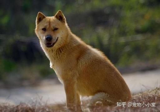 中华田园犬vs柴犬:大黄输给小柴了吗?