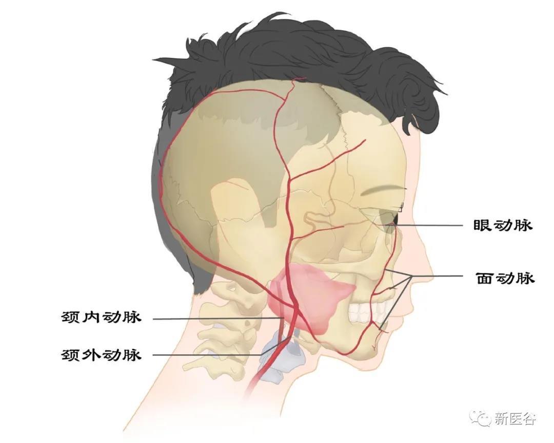 脂肪并非一无是处.