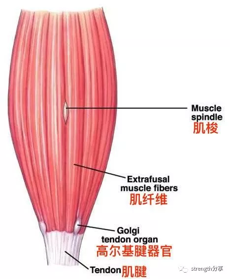 高尔基腱器(golgi tendon organ)亦称"神经腱梭.