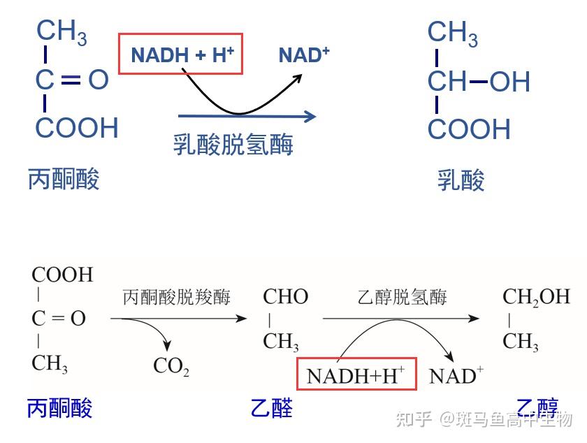 无氧呼吸第二阶段既然不产生能量那为什么要进行呢