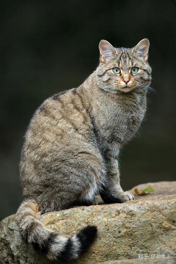 荒漠猫:唯一一种中国特产猫科,家猫最近的亲族