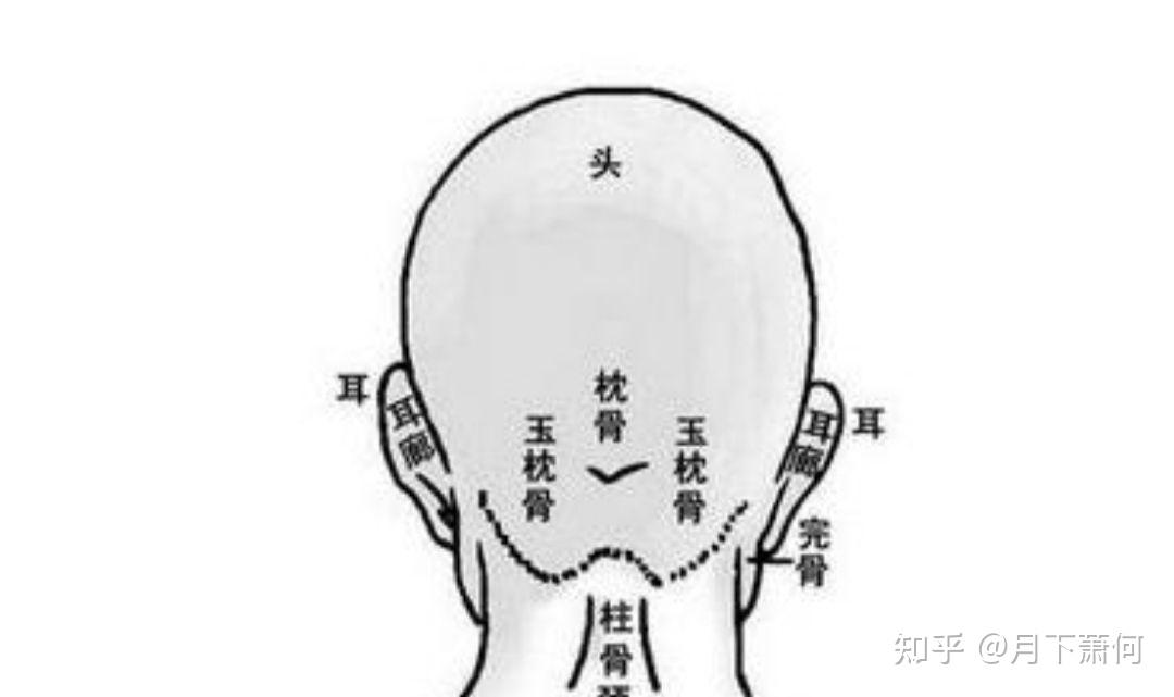 头骨后面有规则的倒三角凸起的骨包是正常的吗