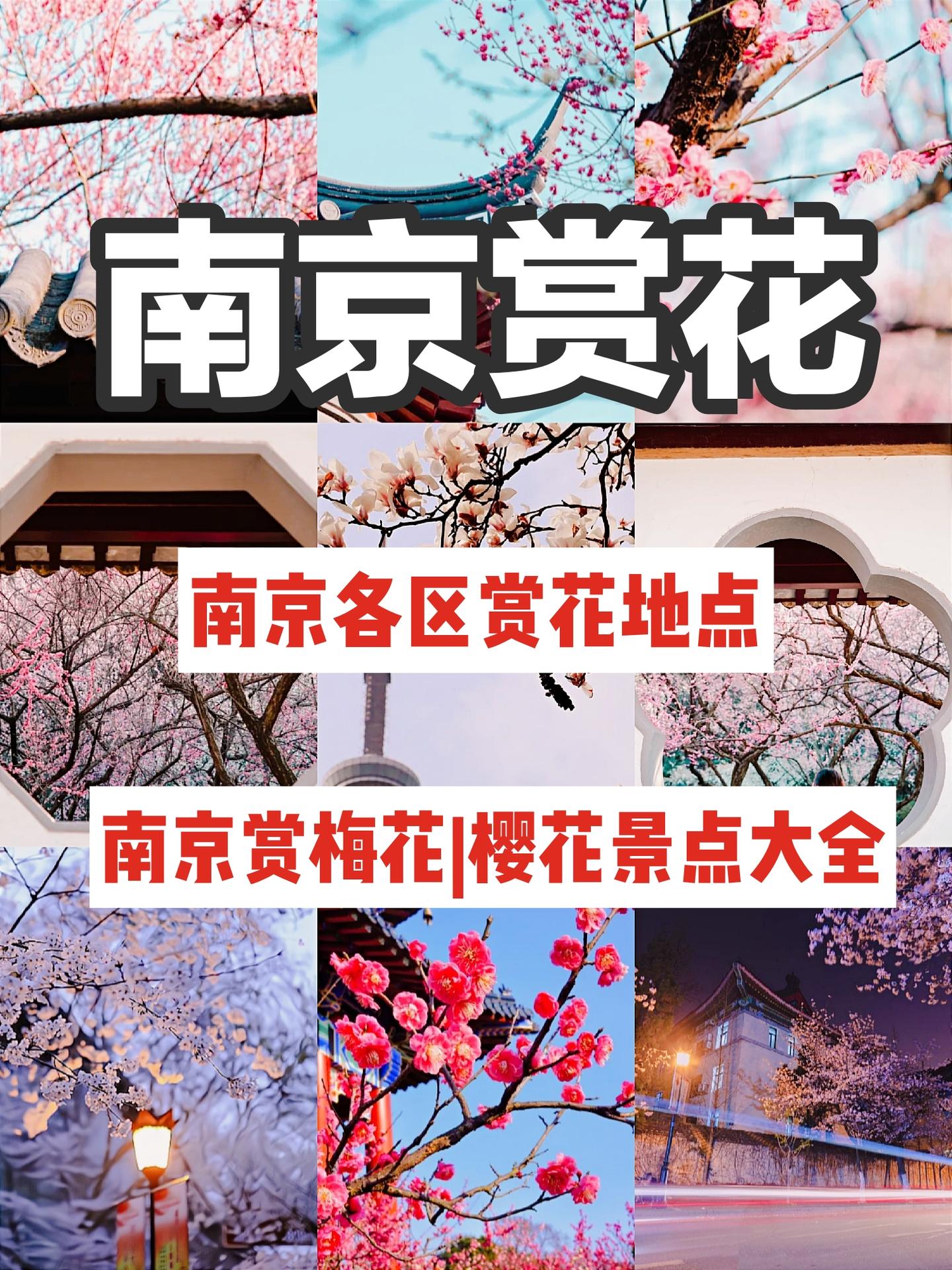 南京旅游春天赏花景点地图南京春天打卡拍照公园南京行李寄存