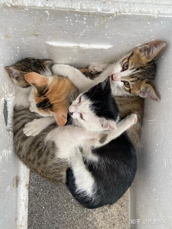 关于被猫咬伤后打狂犬疫苗的后续处理