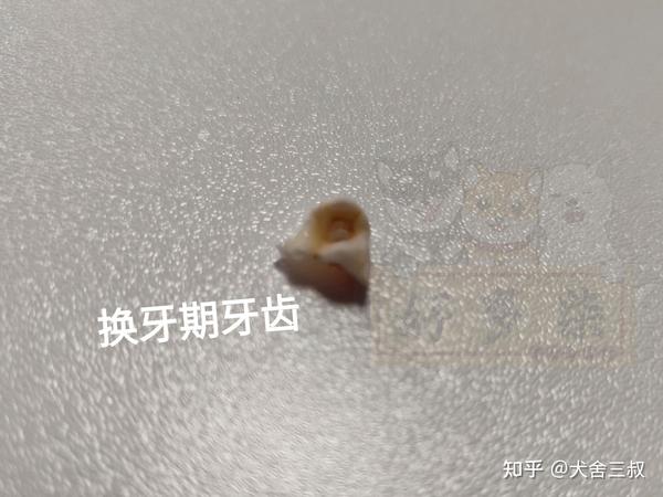 柴犬百科|柴犬什么时候换牙期?该如何护理?