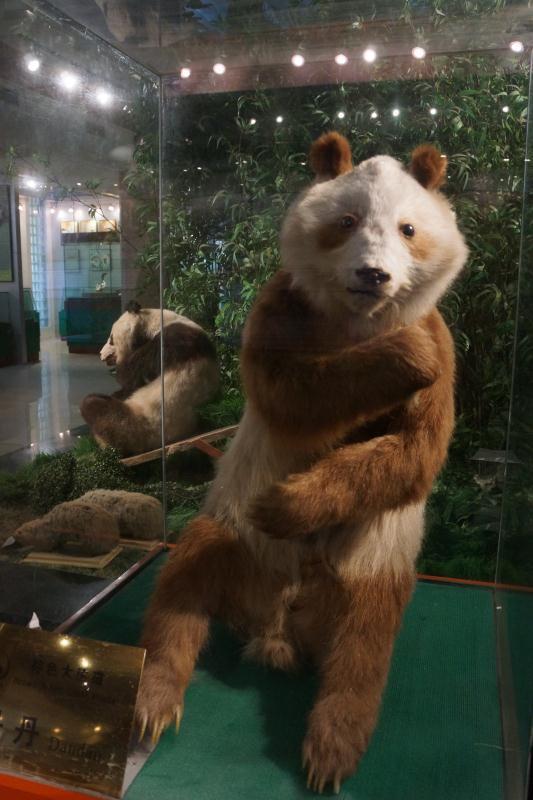 纪念我心目中动物界的赫本,大熊猫丹丹