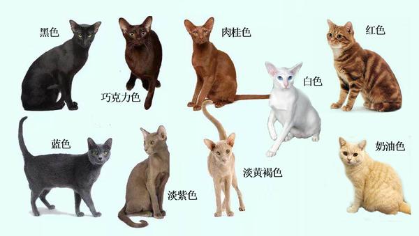 猫咪花色分类及遗传大全