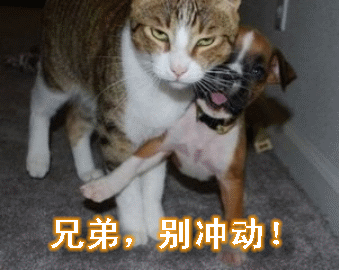 喵星人沙雕时刻的表情包