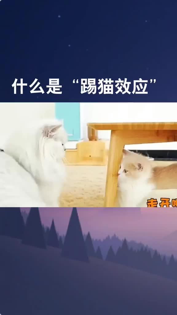 是踢猫效应,老板们都应该学一学,控制好自己的情绪