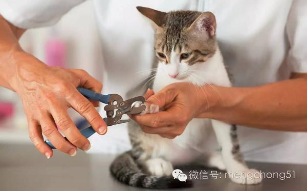 给猫咪剪指甲的正确方法